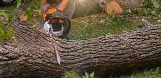 Best Root Management and Removal  in Stafford Courthouse, VA