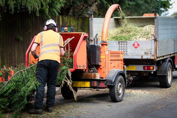 Best Tree Disease Treatment  in Stafford Courthouse, VA