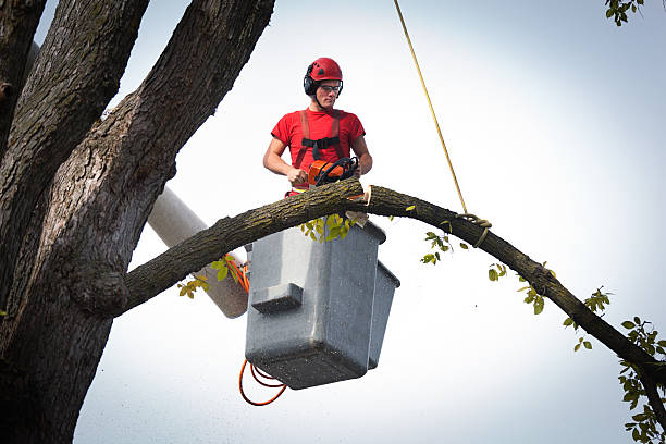 Best Fruit Tree Pruning  in Stafford Courthouse, VA