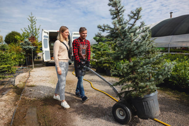 Trusted Stafford Courthouse, VA Tree Services Experts
