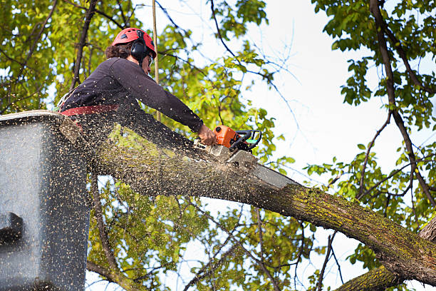 Best Emergency Tree Removal  in Stafford Courthouse, VA