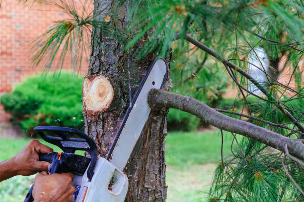 Best Tree Trimming and Pruning  in Stafford Courthouse, VA